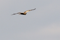 2011 Circus aeruginosus (Falco di palude)